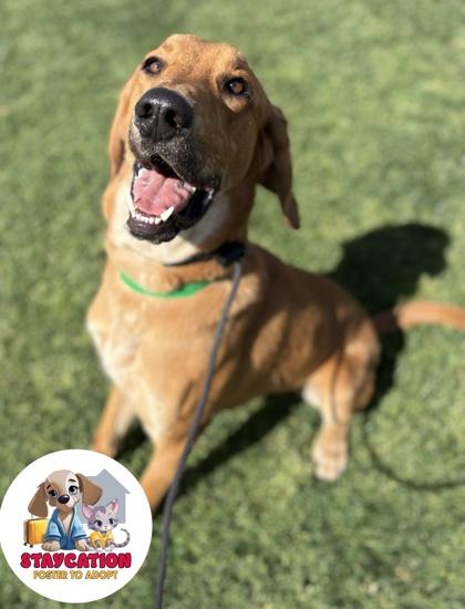 Timber, Adoptable, Adult Male Hound & Mixed Breed.