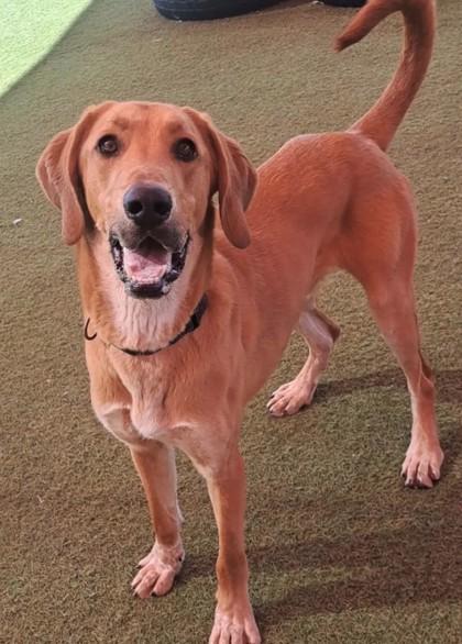 Enlarge Timber, a Adoptable mixed breed in Phoenix, AZ image 2/2