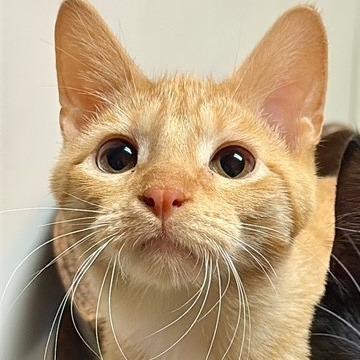 Enlarge Tommy, a Adoptable Domestic Short Hair in Monticello, IL image 1/1