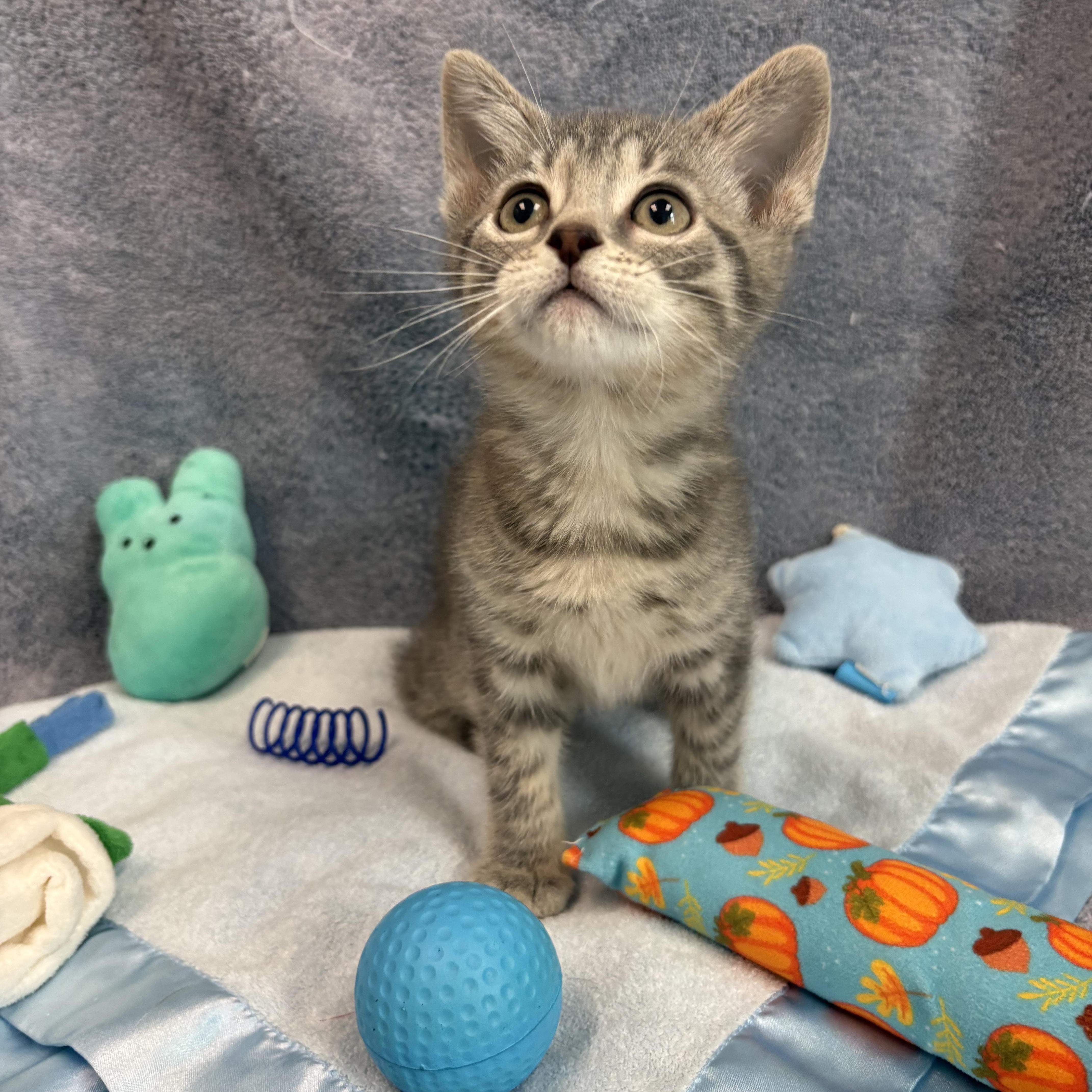 Enlarge Polar, a Adoptable American Bobtail in Bear, DE image 1/2
