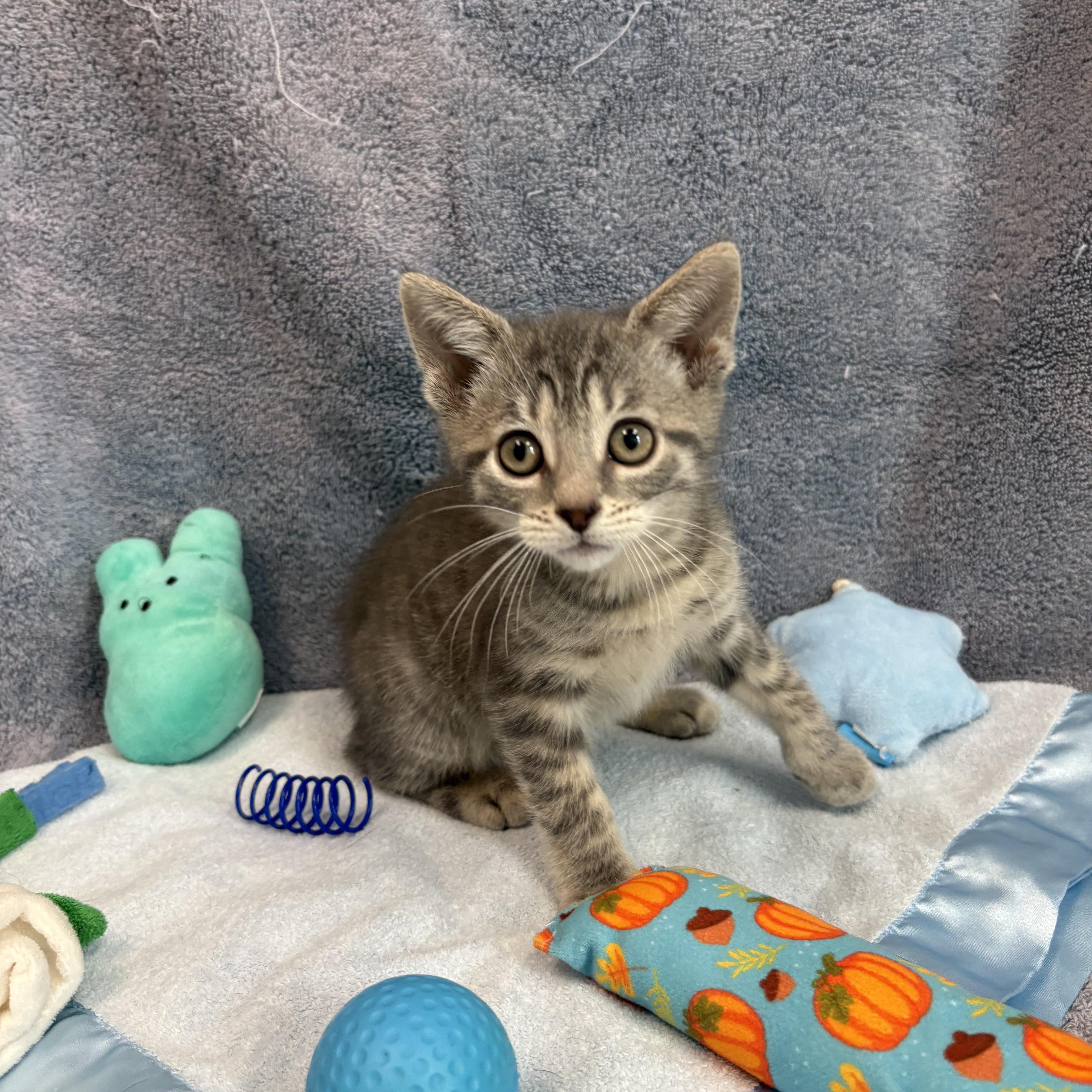 Enlarge Polar, a Adoptable American Bobtail in Bear, DE image 2/2