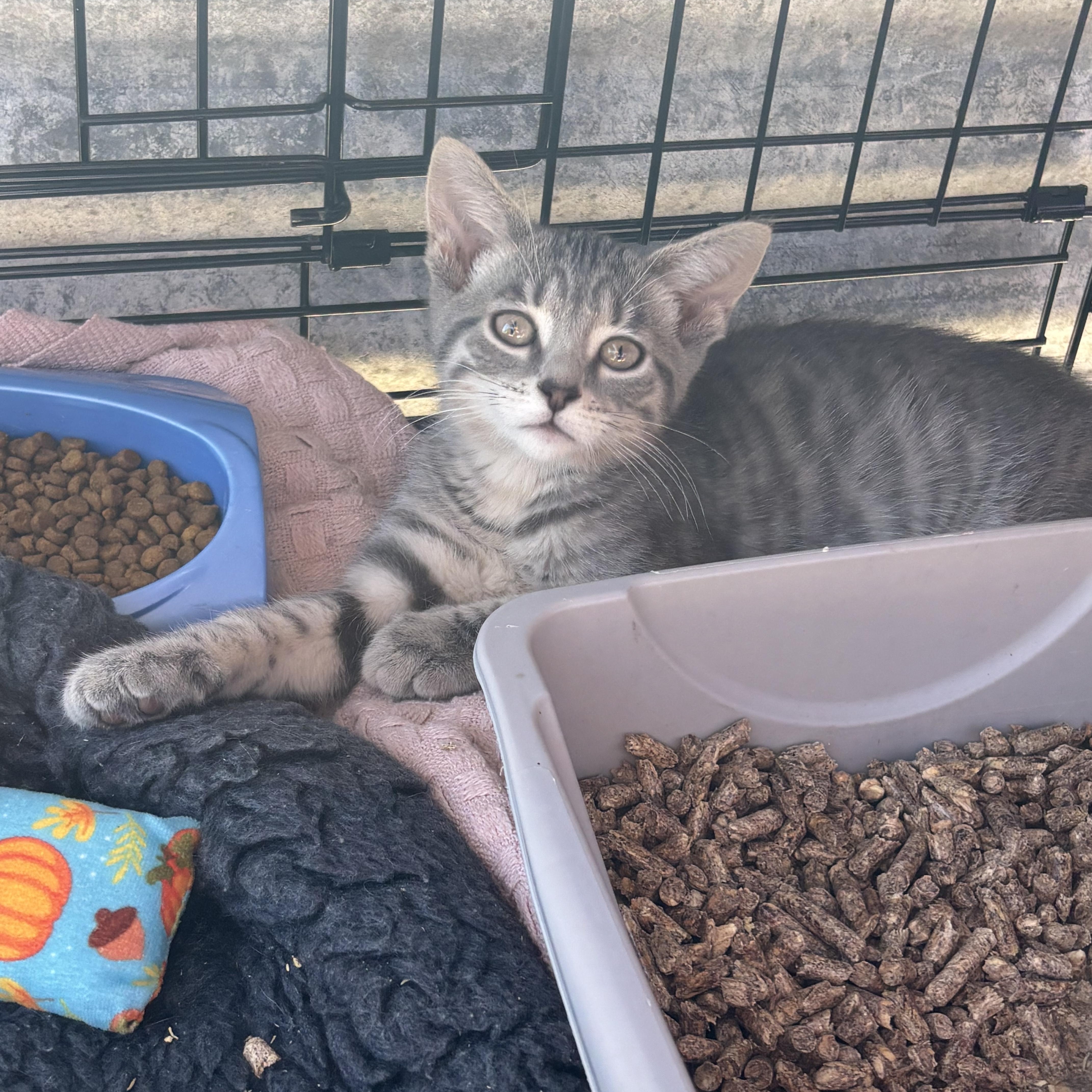 Polar, Adoptable, Kitten Female American Bobtail.