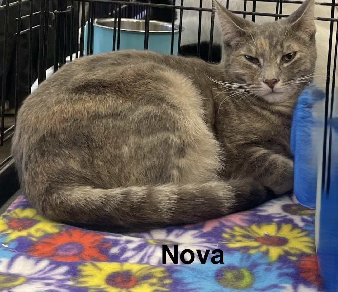 Enlarge Nova N., a Adoptable Domestic Short Hair in Sacramento, CA image 1/2