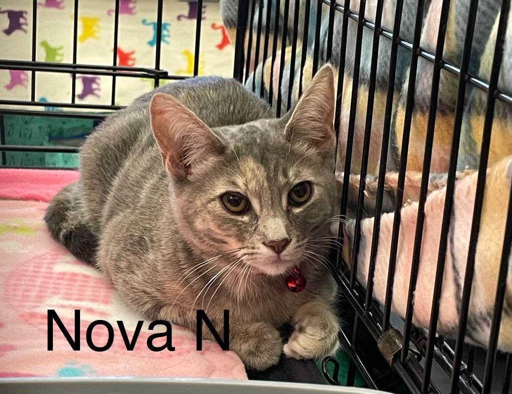 Nova N.