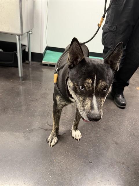 ZEUS, Adoptable, Young Male Plott Hound.