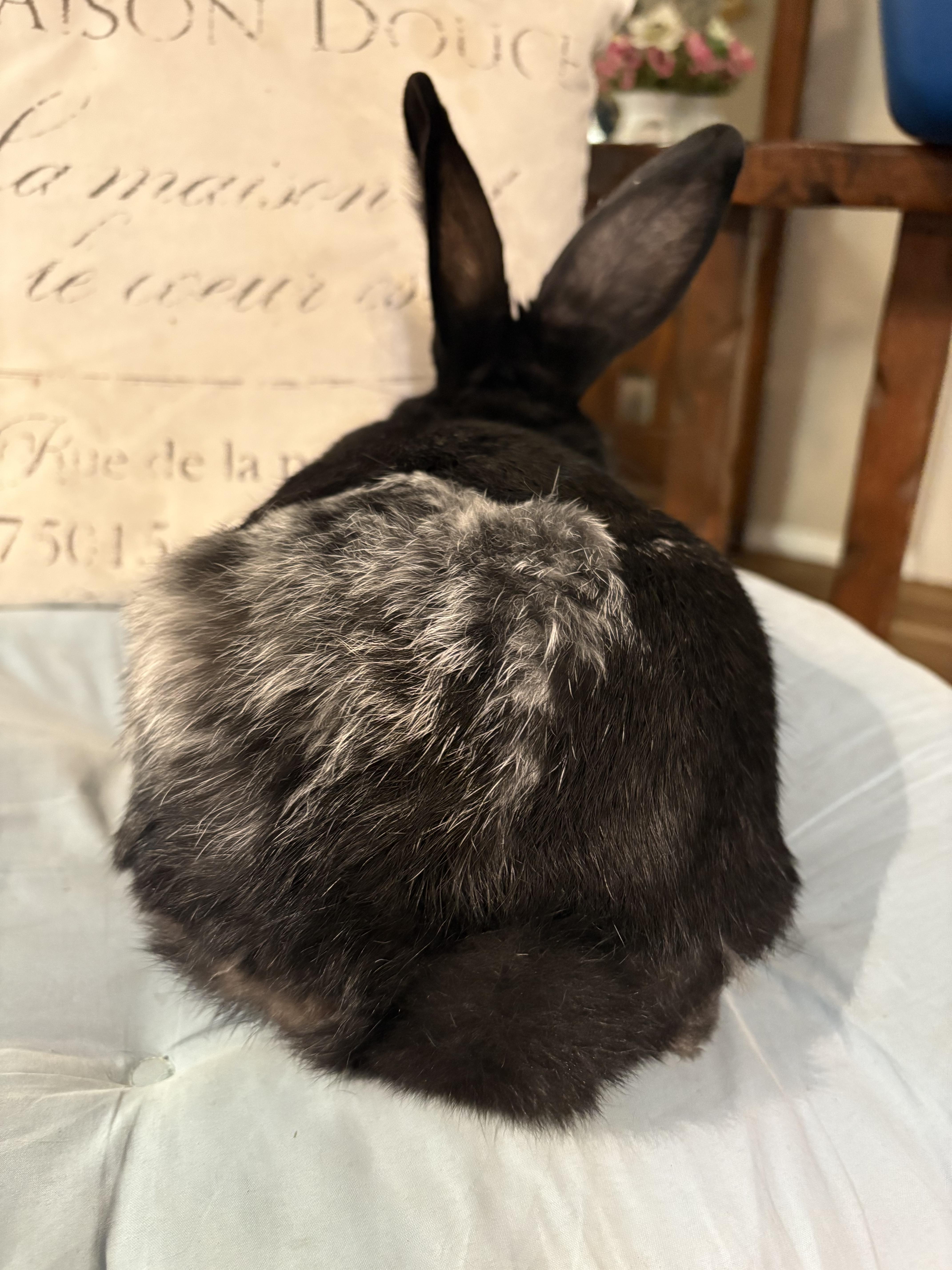 Enlarge Smudge, a ADOPTABLE Silver in Eugene, OR image 3/5