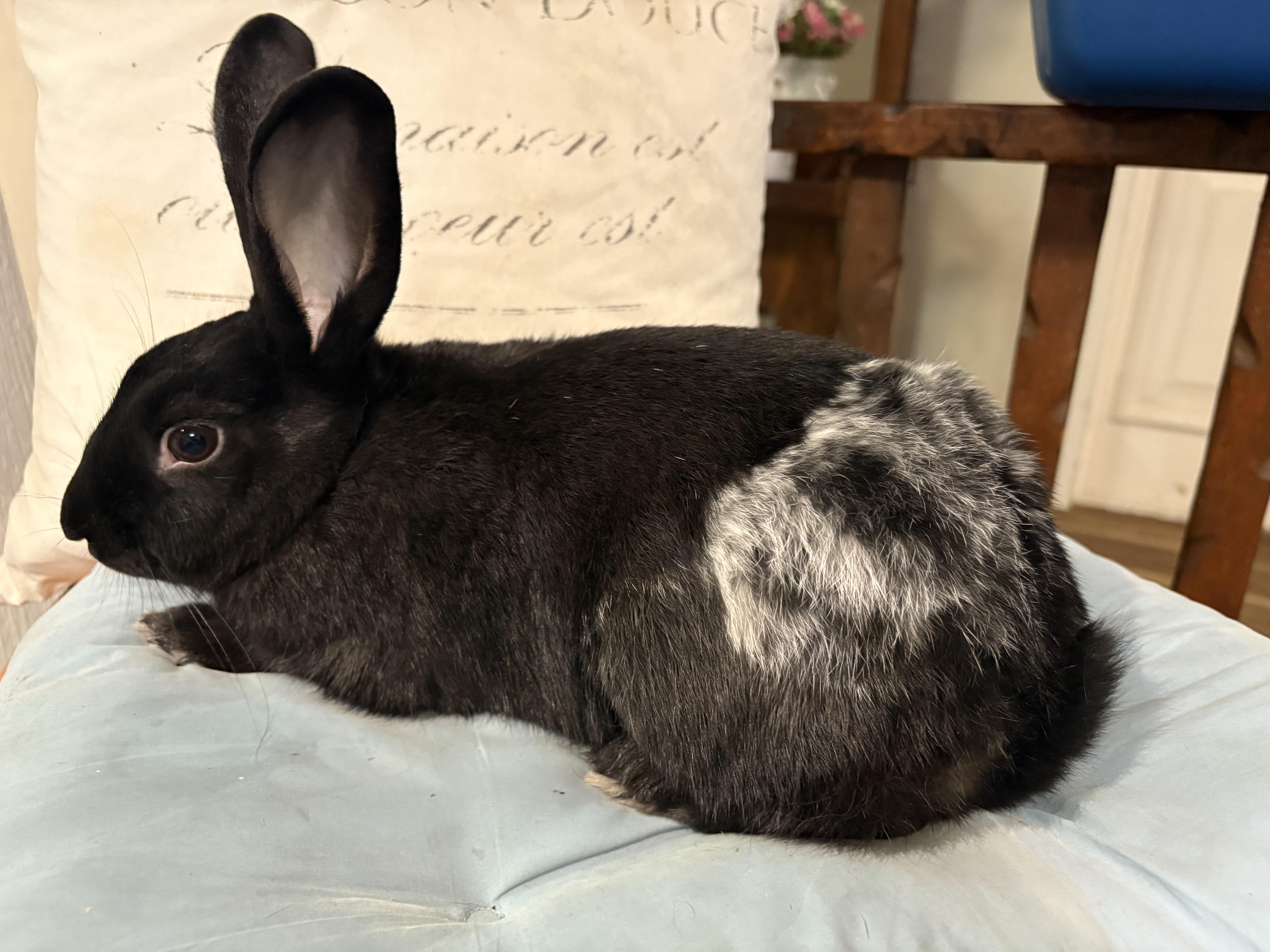 Enlarge Smudge, a ADOPTABLE Silver in Eugene, OR image 2/5