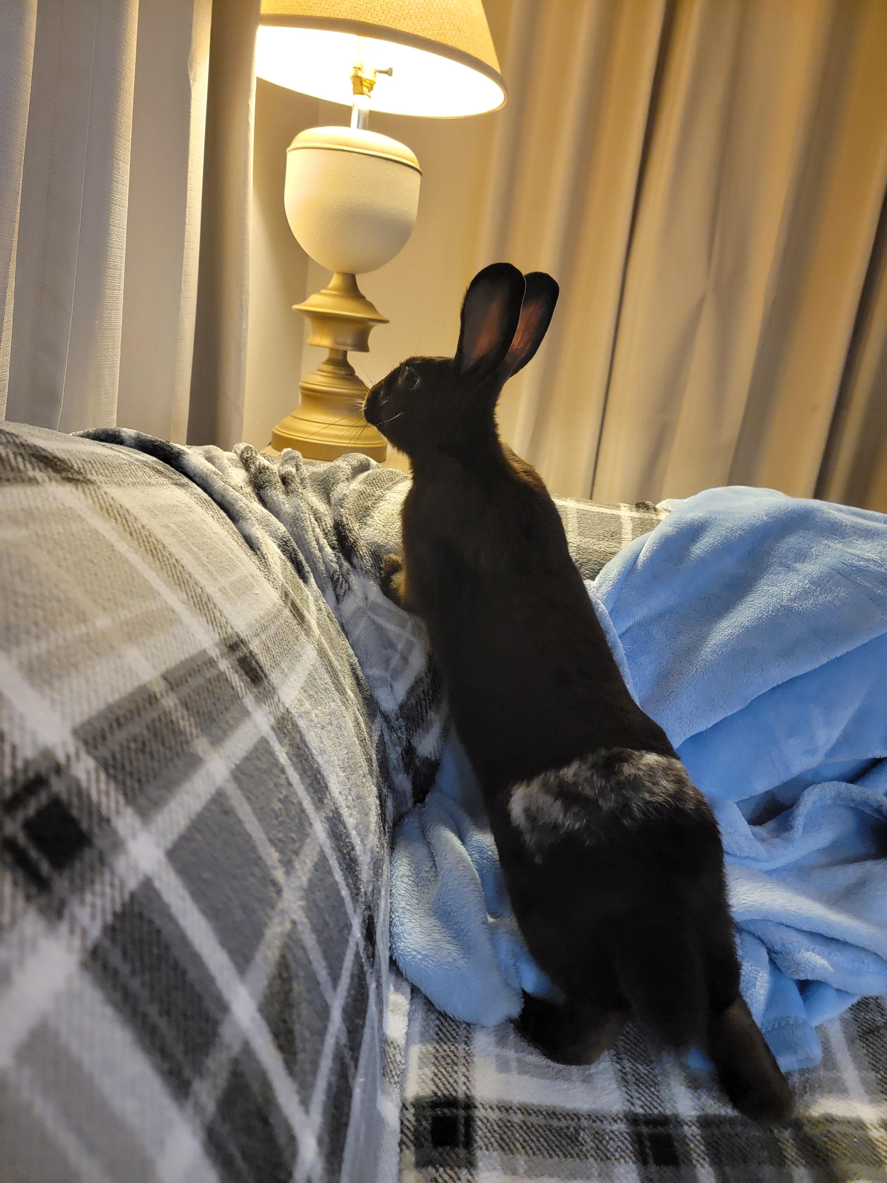 Enlarge Smudge, a ADOPTABLE Silver in Eugene, OR image 5/5