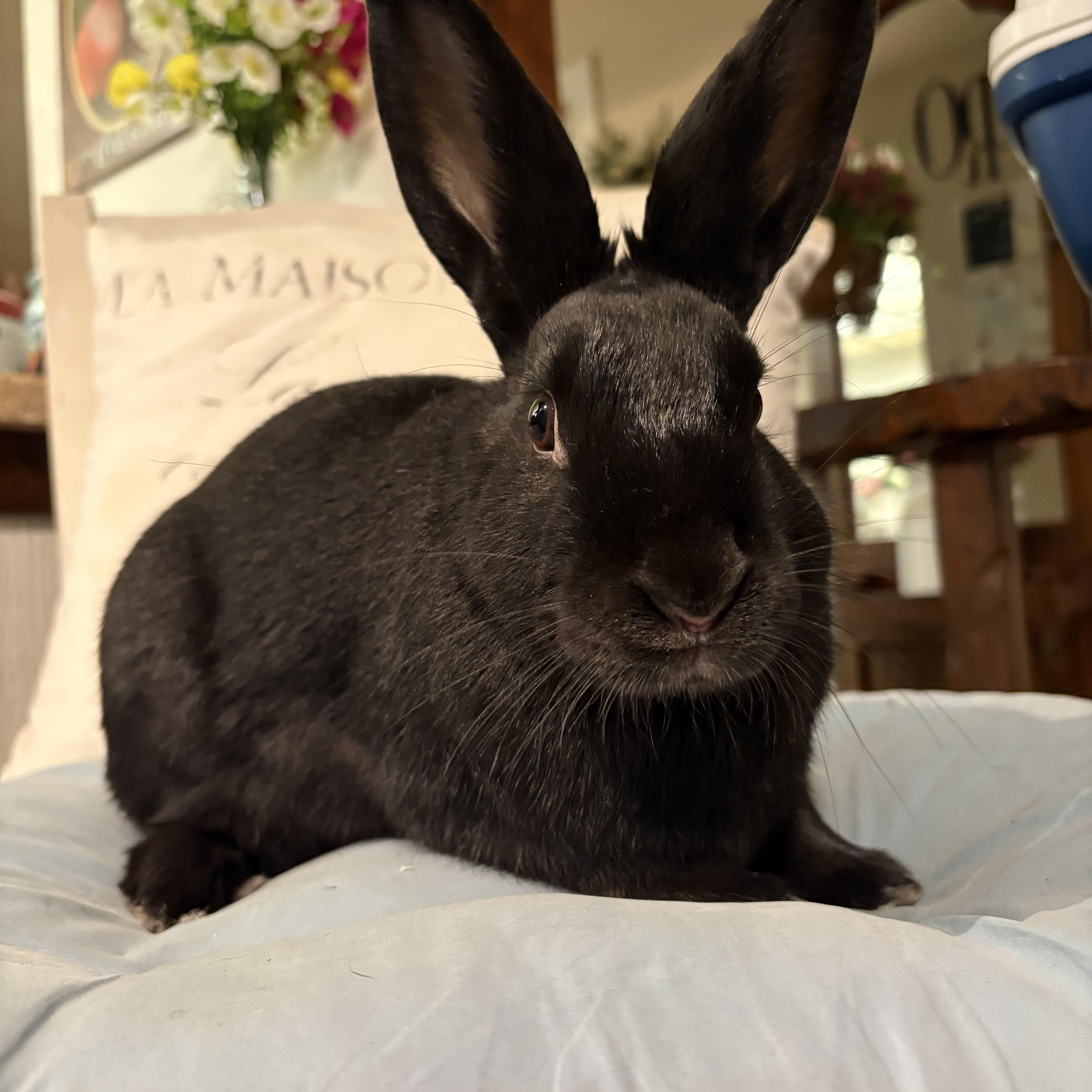 Enlarge Smudge, a ADOPTABLE Silver in Eugene, OR image 1/5