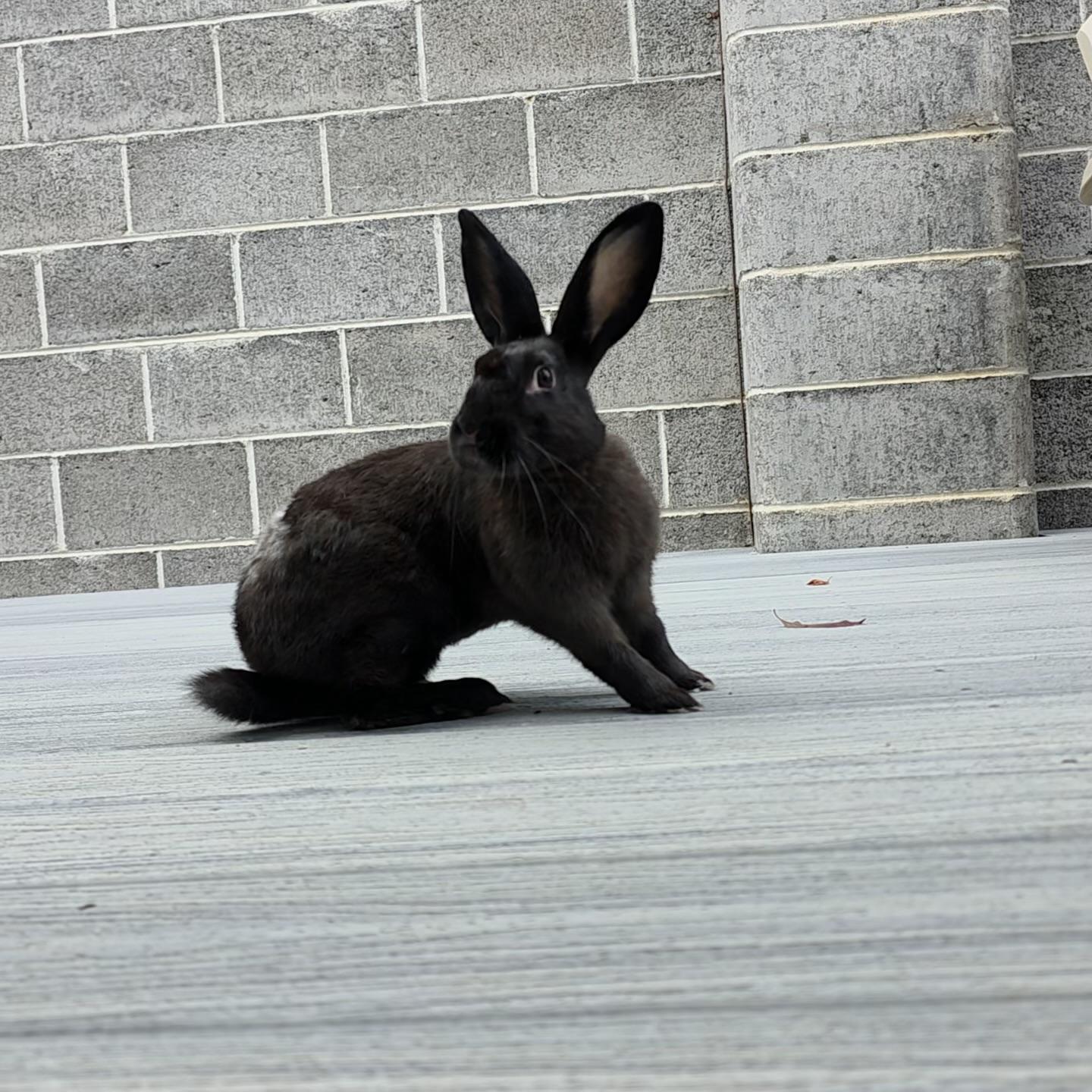 Enlarge Smudge, a ADOPTABLE Silver in Eugene, OR image 4/5