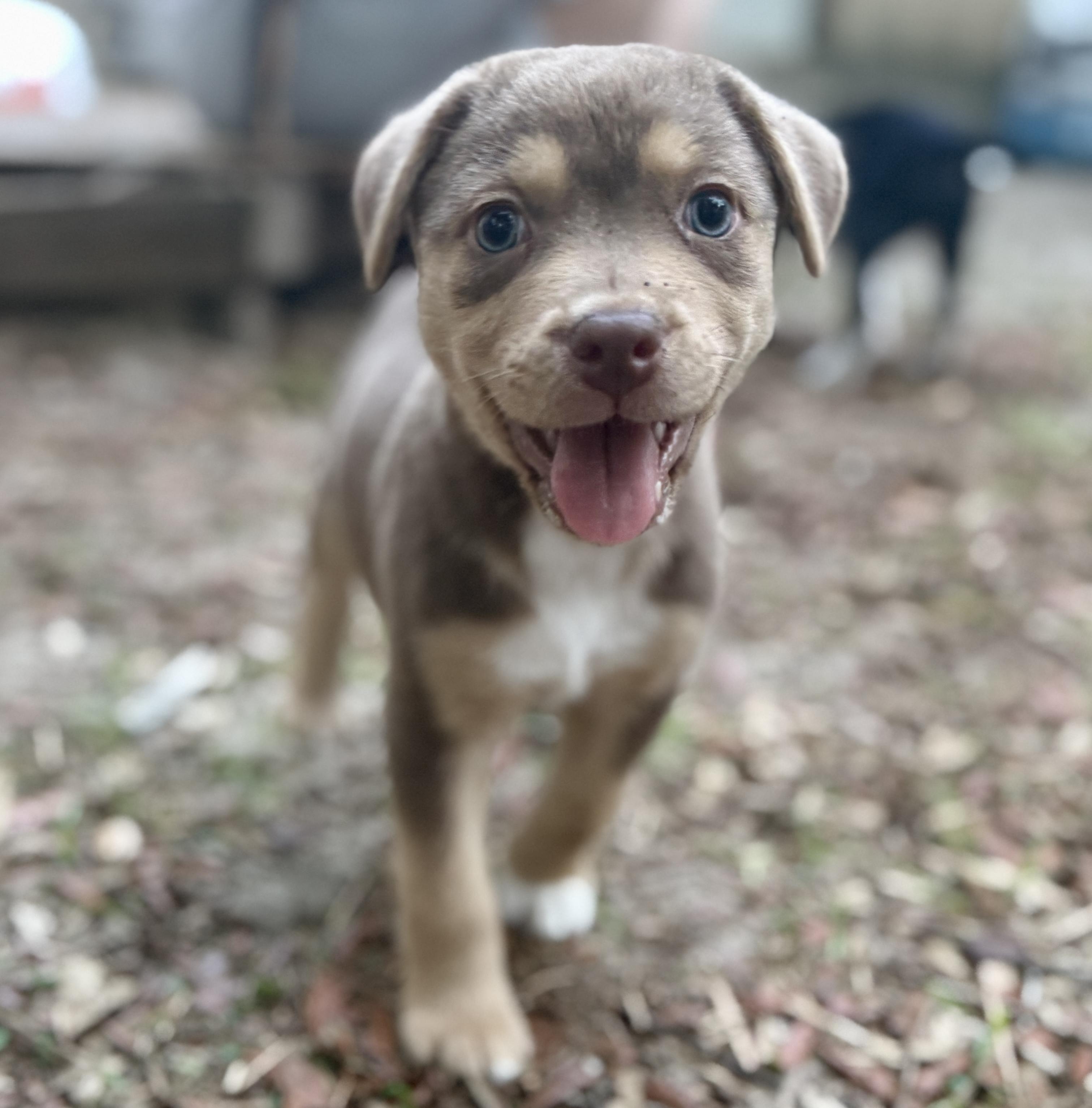 Muffin, an adopted mixed breed in Deltona, FL image 5/5