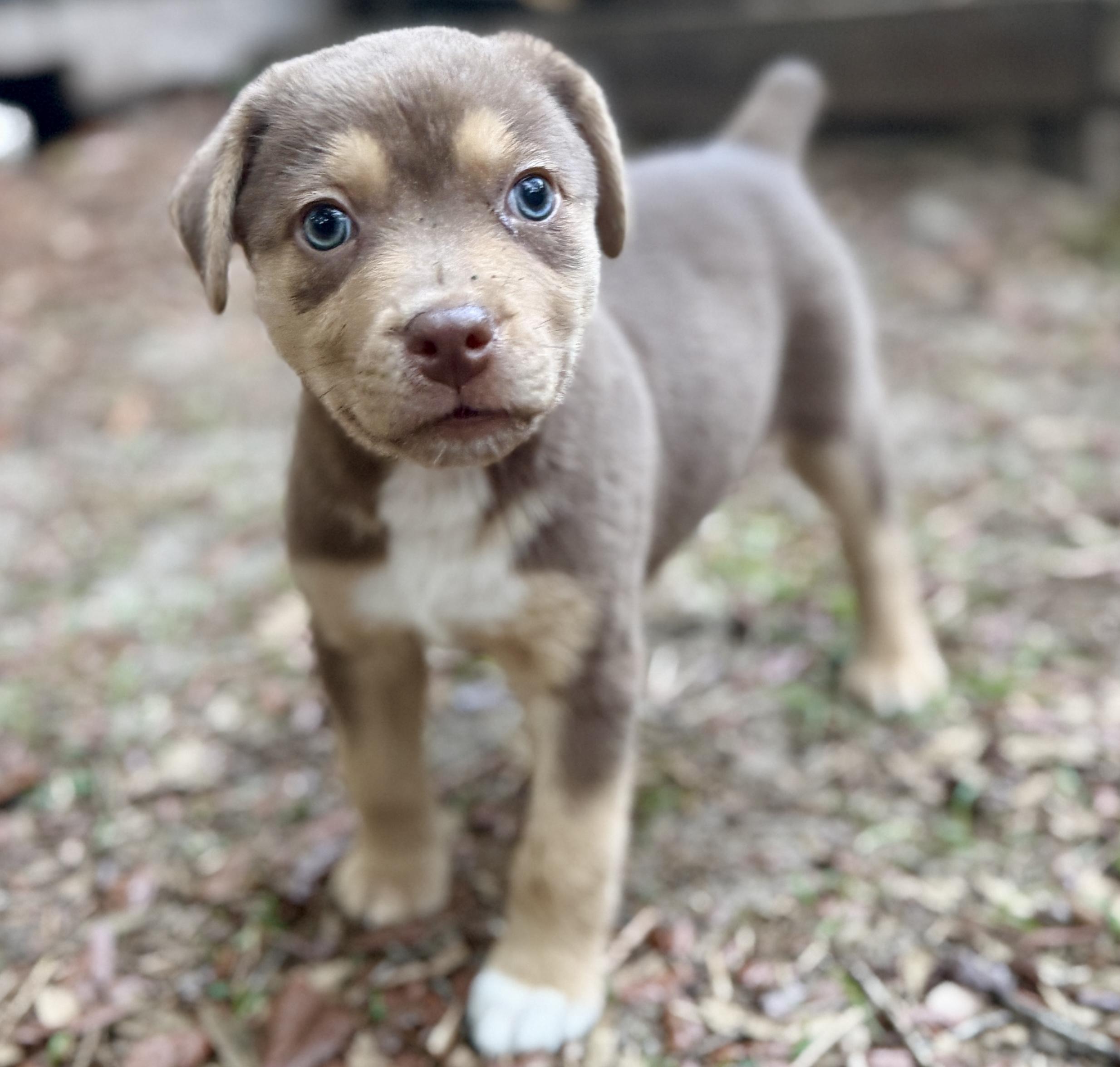 Muffin, an adopted mixed breed in Deltona, FL image 1/5