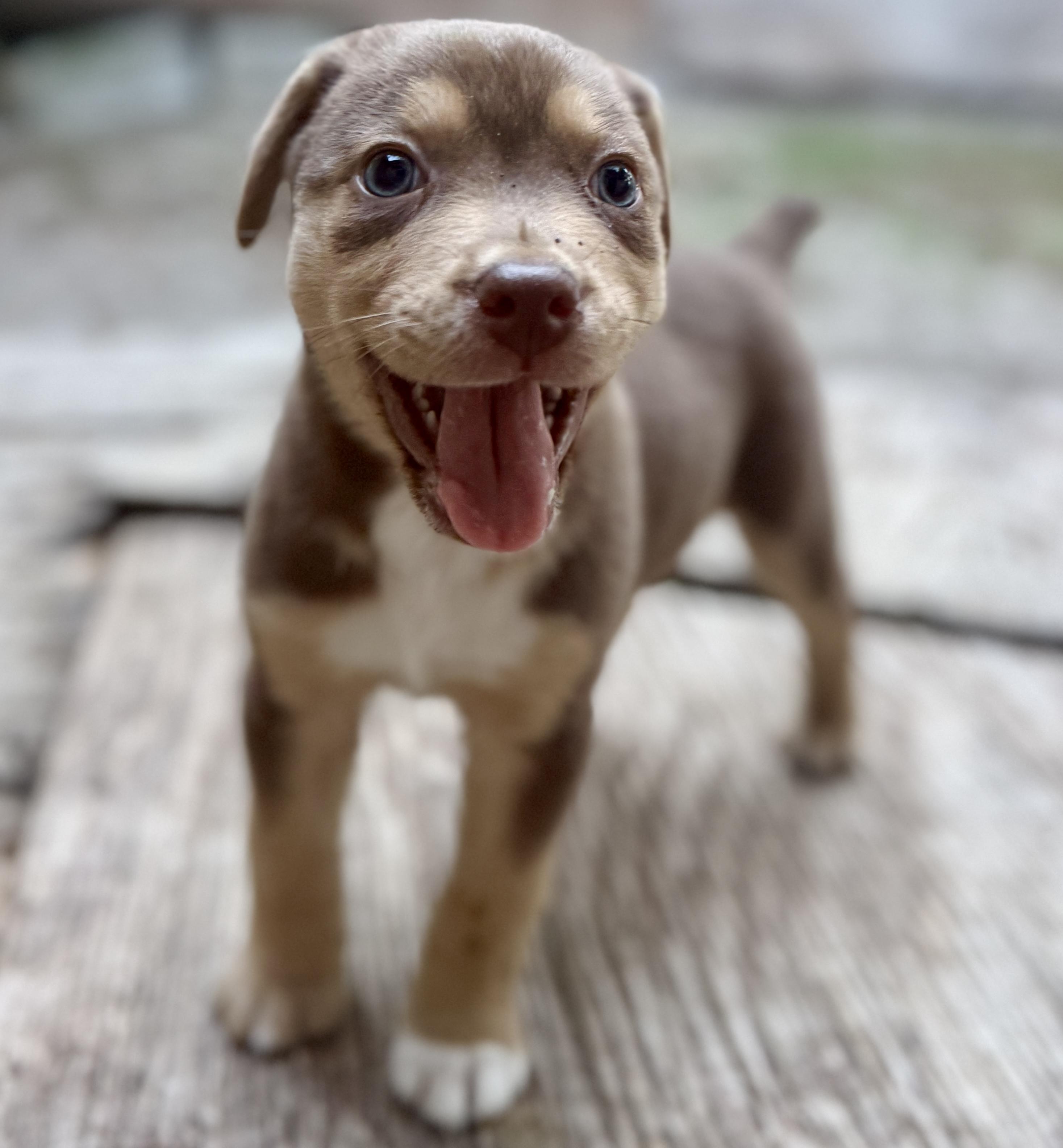 Muffin, an adopted mixed breed in Deltona, FL image 3/5