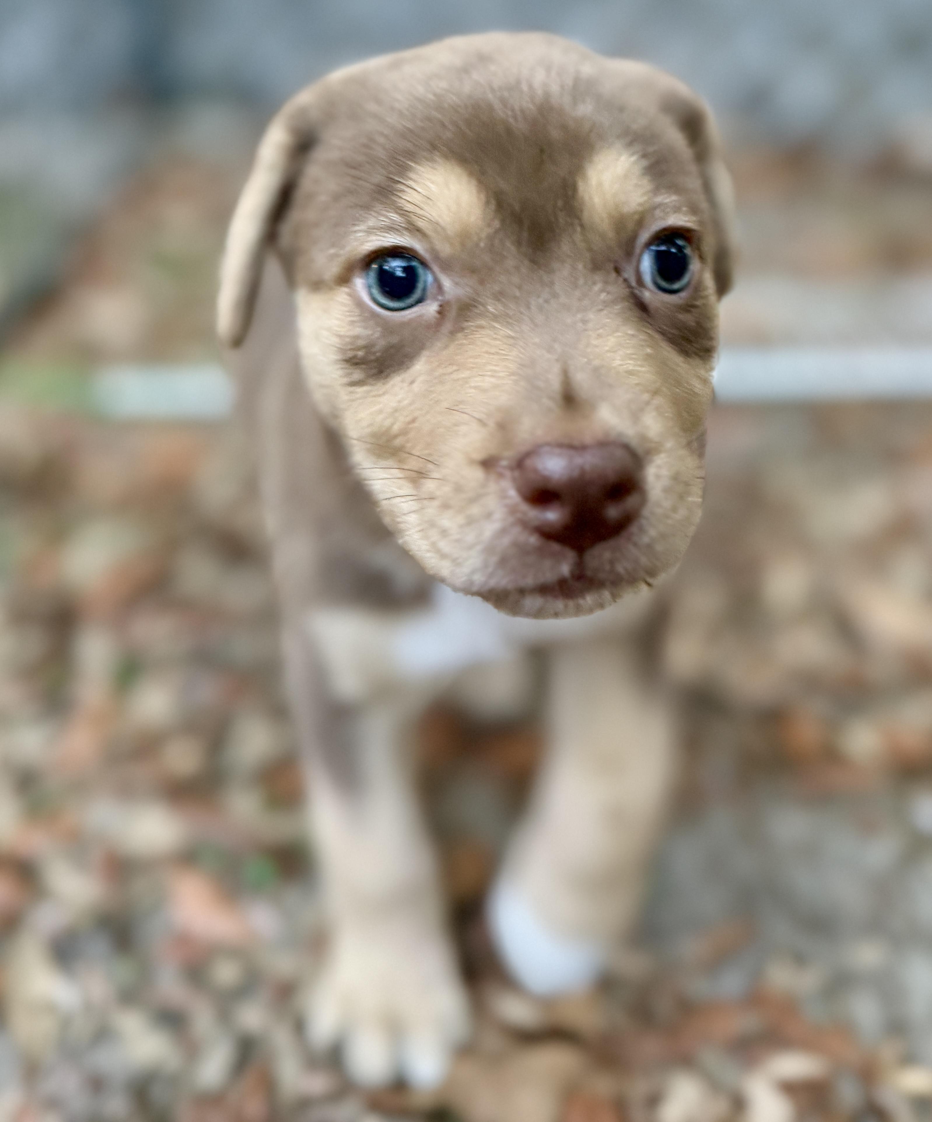 Muffin, an adopted mixed breed in Deltona, FL image 2/5