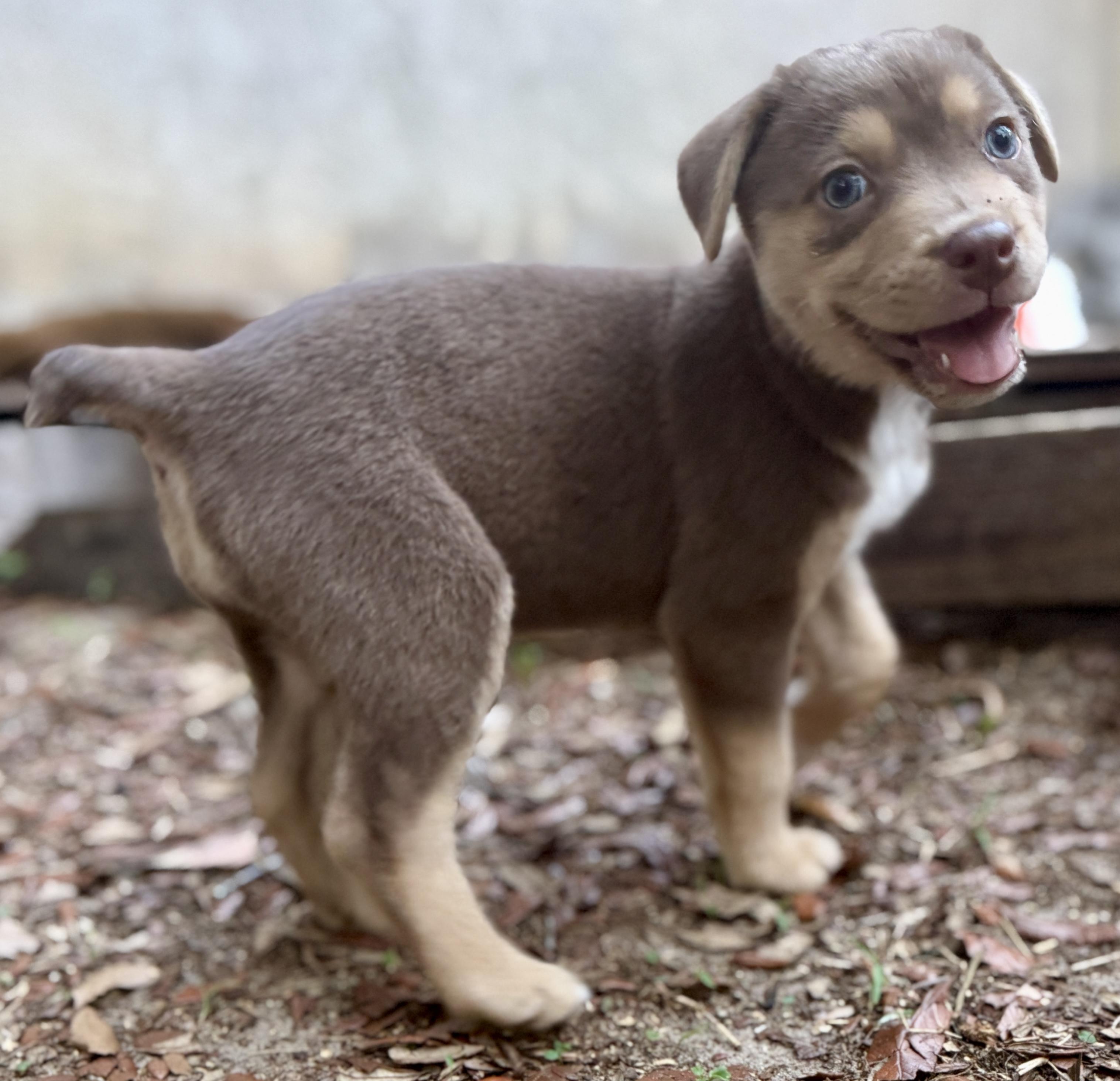 Muffin, an adopted mixed breed in Deltona, FL image 4/5