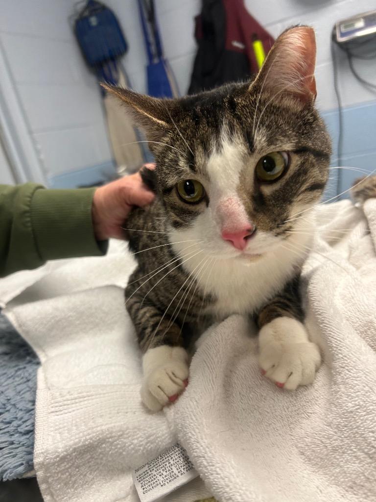 The Fresh Prince, Adoptable, Adult Male Domestic Short Hair.