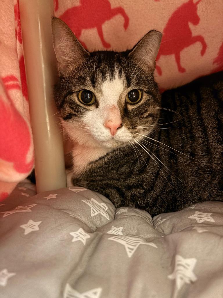 Enlarge The Fresh Prince, a Adoptable mixed breed in Detroit, MI image 2/2