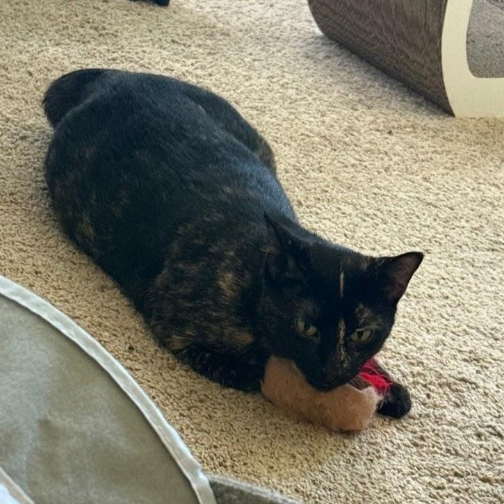 BUTTERSCOTCH, Adoptable, Adult Female American Shorthair.