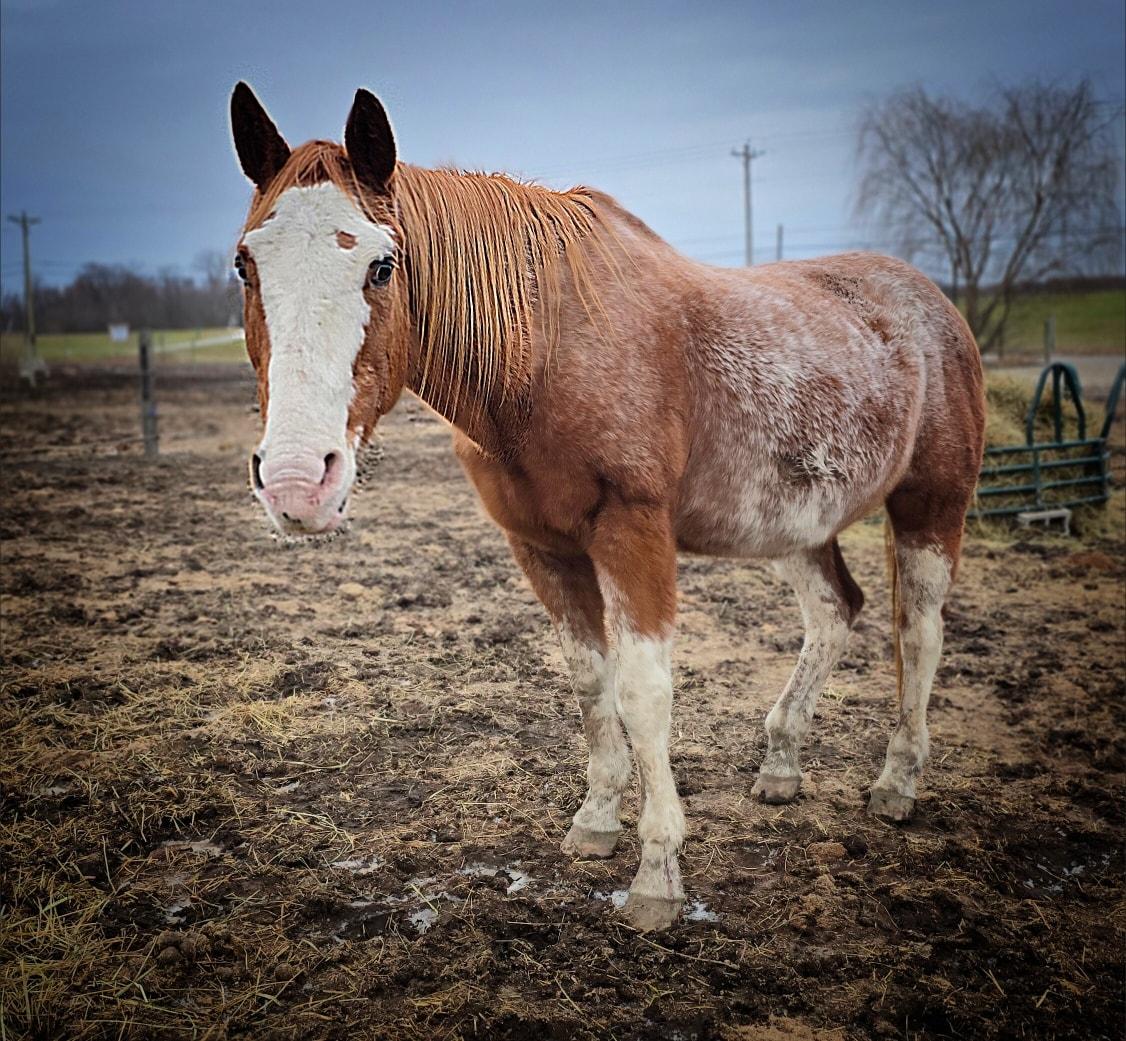 Enlarge Daryl, a ADOPTABLE Grade in Upper Sandusky, OH image 1/1