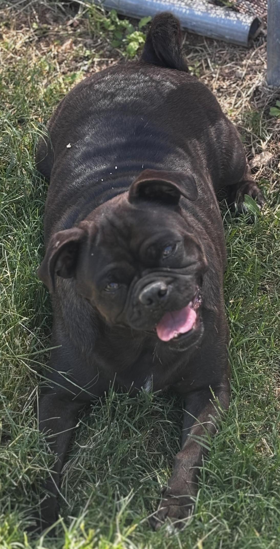 Enlarge Isla, a Adoptable mixed breed in Helendale, CA image 1/2