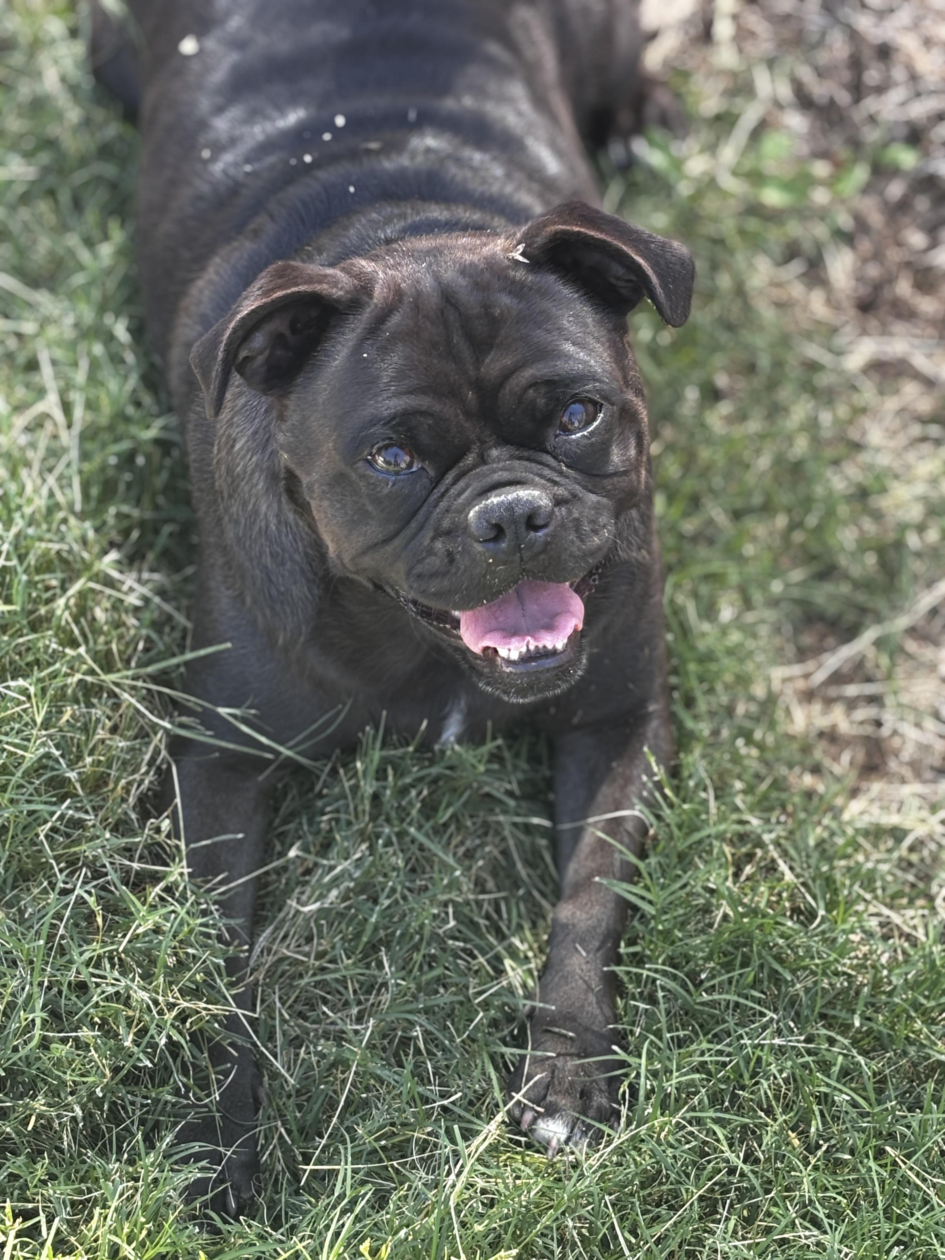 Enlarge Isla, a Adoptable mixed breed in Helendale, CA image 2/2