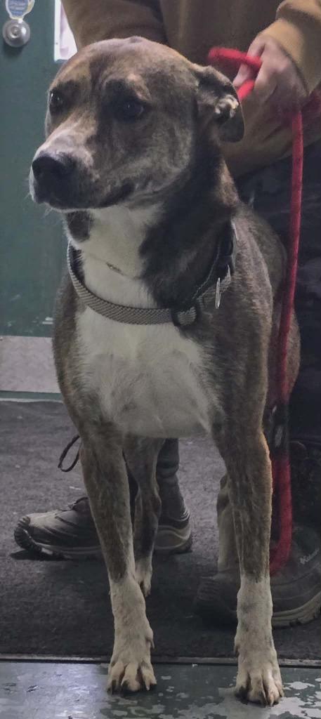 Chance, Adoptable, Adult Male Mixed Breed & Shepherd.