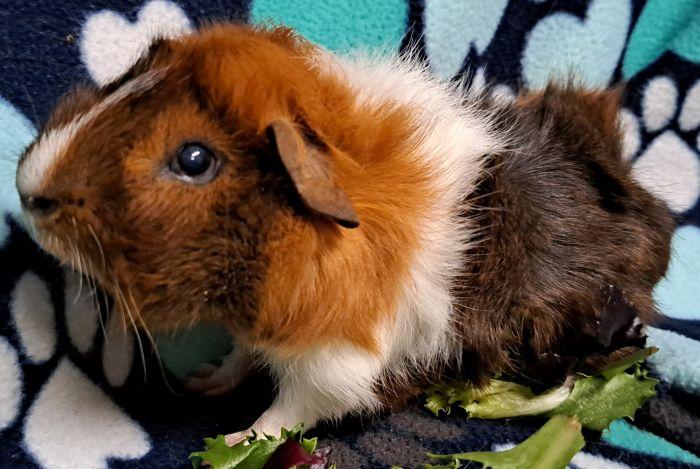 Banjo, a ADOPTABLE Abyssinian in Gary, IN image 2/5