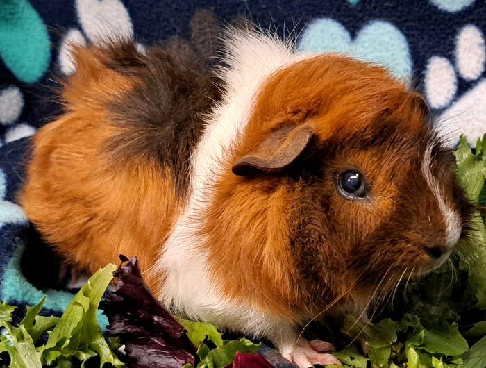 Banjo, ADOPTABLE, Young Male Abyssinian.