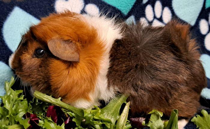 Banjo, a ADOPTABLE Abyssinian in Gary, IN image 3/5