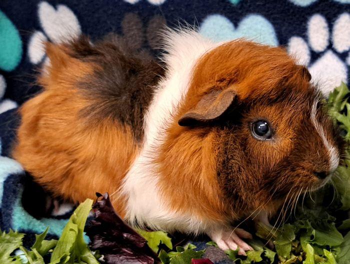 Banjo, a ADOPTABLE Abyssinian in Gary, IN image 4/5