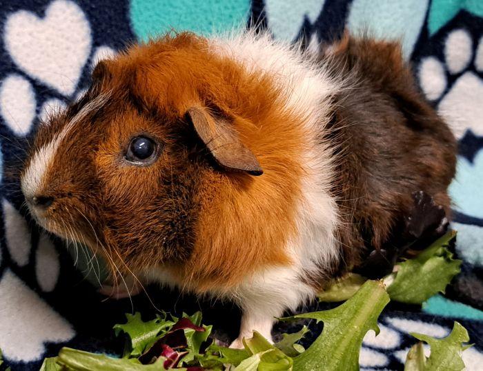 Banjo, a ADOPTABLE Abyssinian in Gary, IN image 5/5