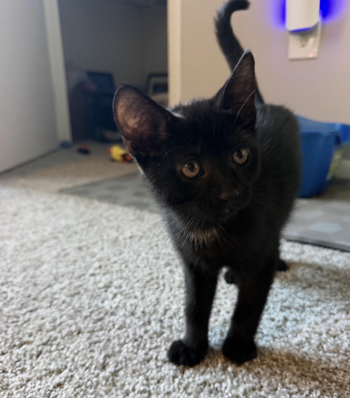 Enlarge Shadow, a Adopted Domestic Short Hair in Maineville, OH image 2/6