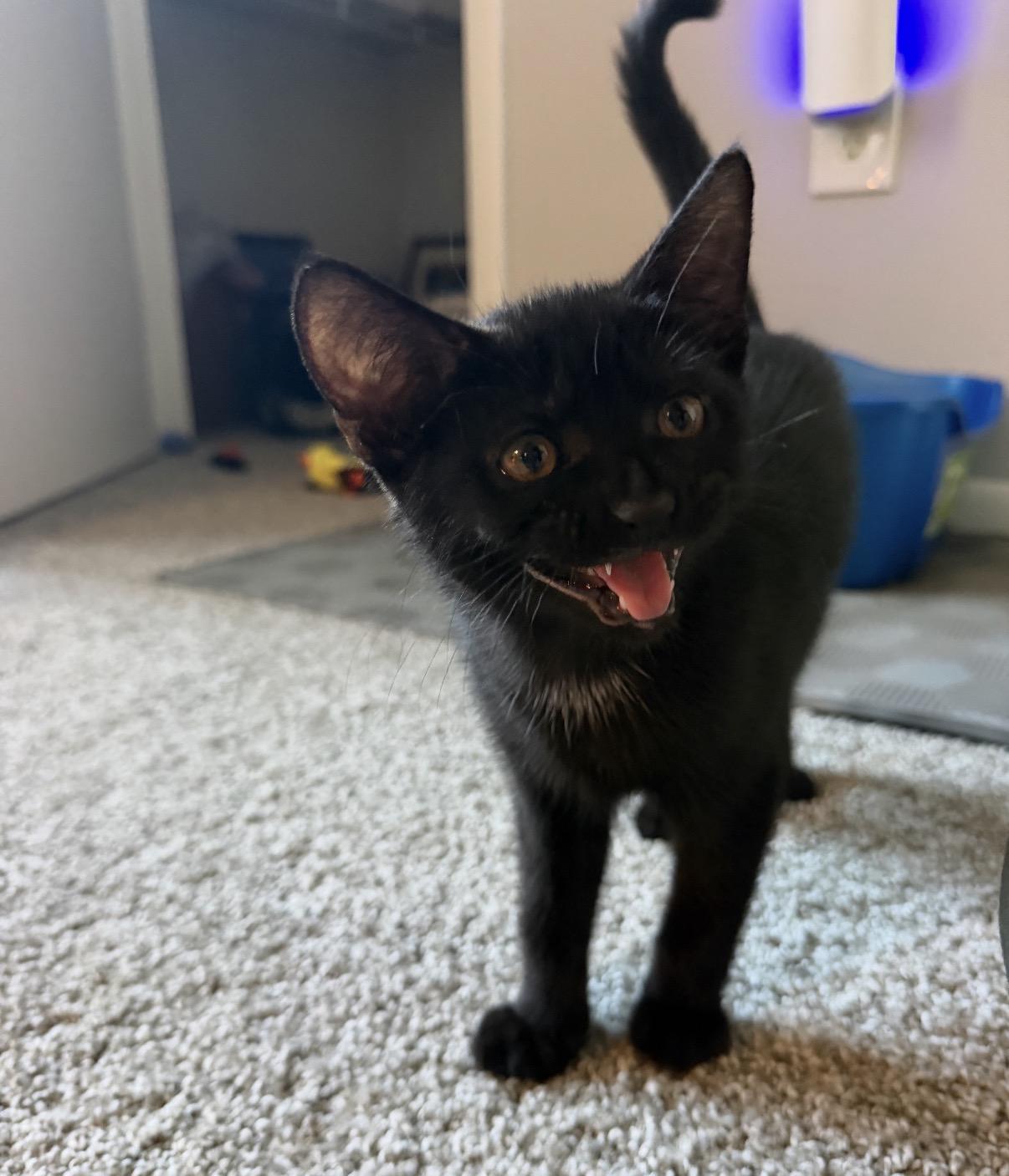 Shadow, Adopted, Kitten Male Domestic Short Hair.