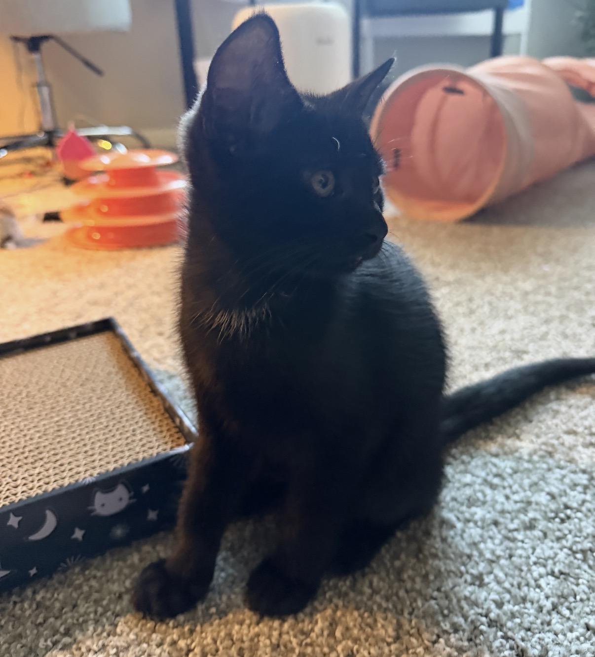 Enlarge Shadow, a Adopted Domestic Short Hair in Maineville, OH image 5/6