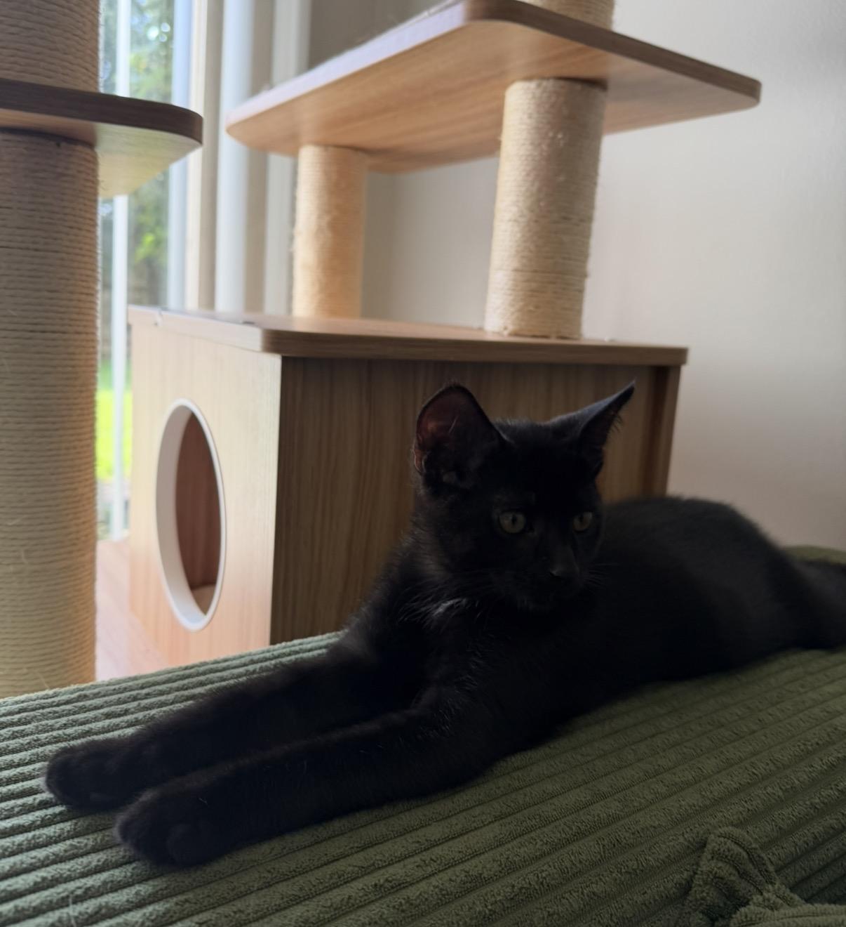 Enlarge Shadow, a Adopted Domestic Short Hair in Maineville, OH image 3/6