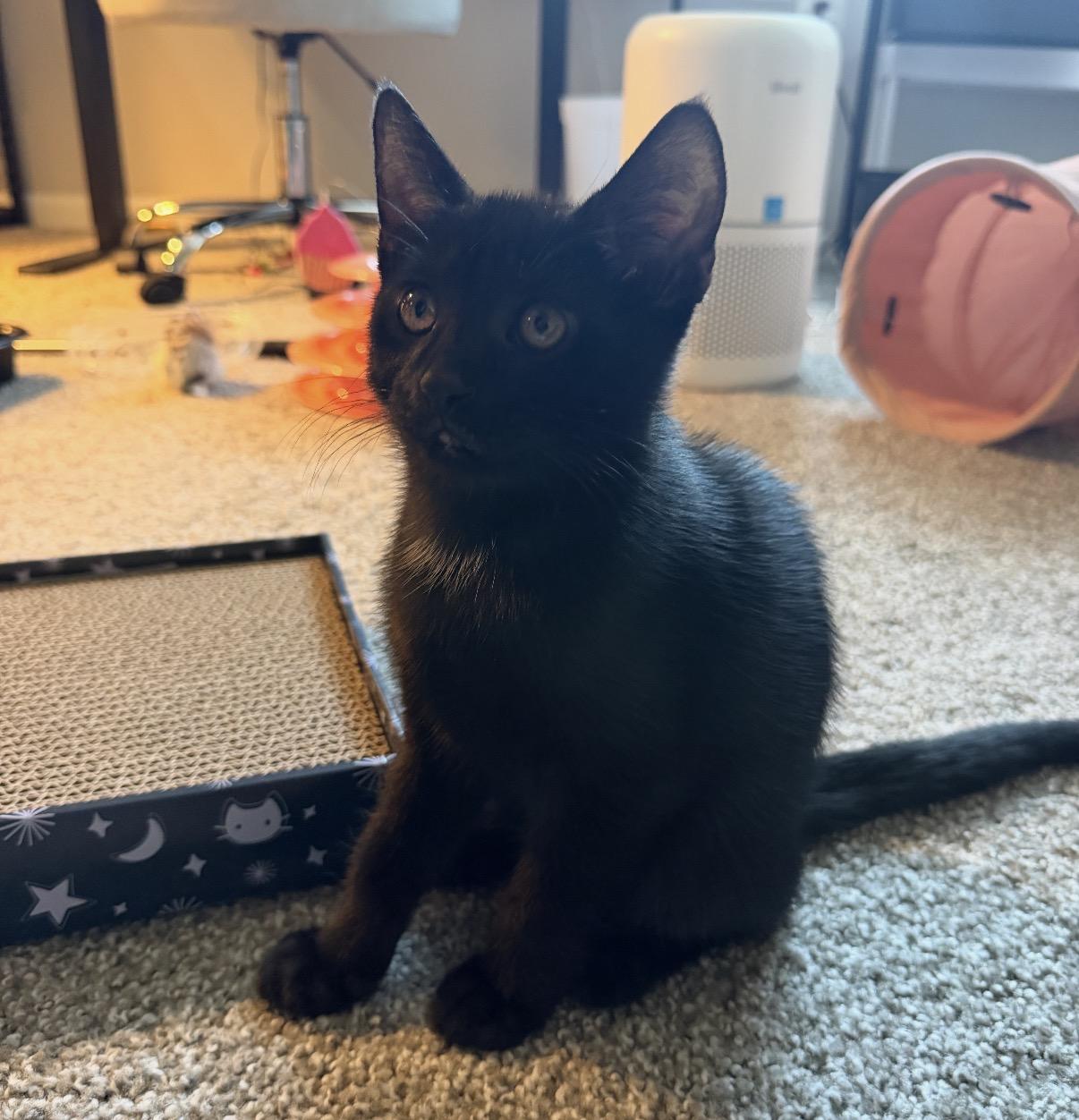 Enlarge Shadow, a Adopted Domestic Short Hair in Maineville, OH image 4/6