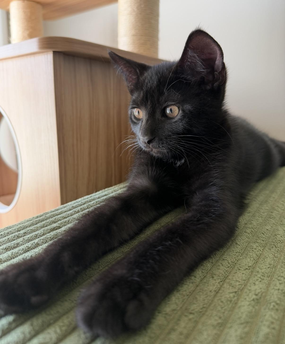 Enlarge Shadow, a Adopted Domestic Short Hair in Maineville, OH image 6/6