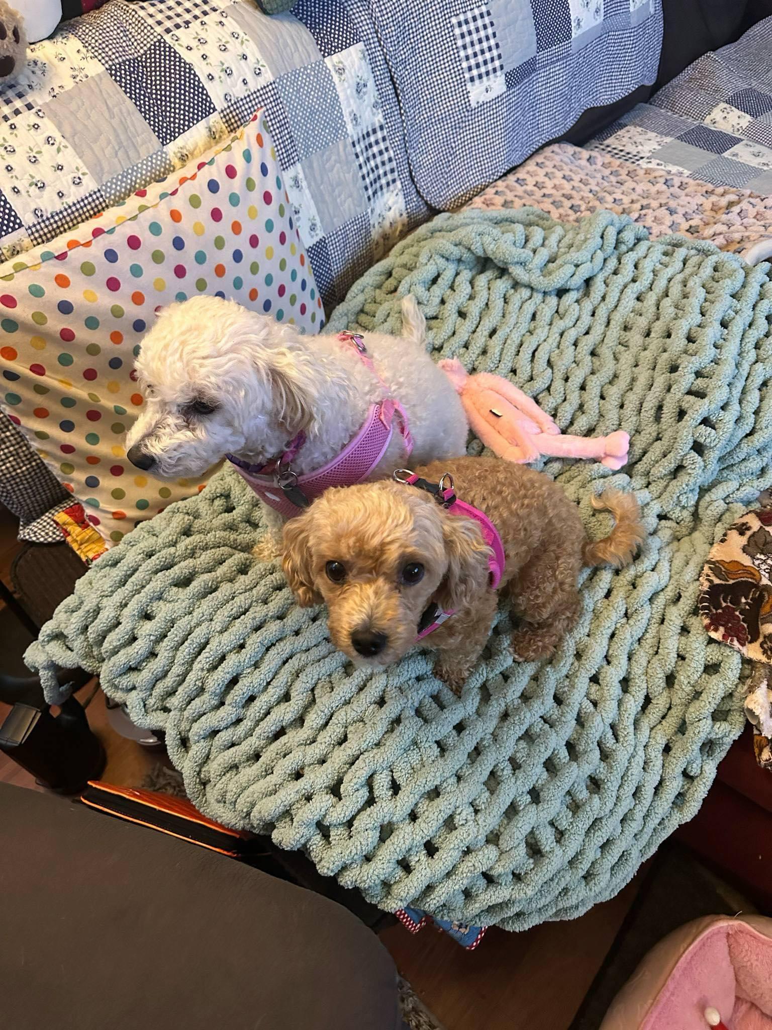 Cinnamon and Sugar, an adoptable Maltipoo in Cedar Rapids, IA image 2/6