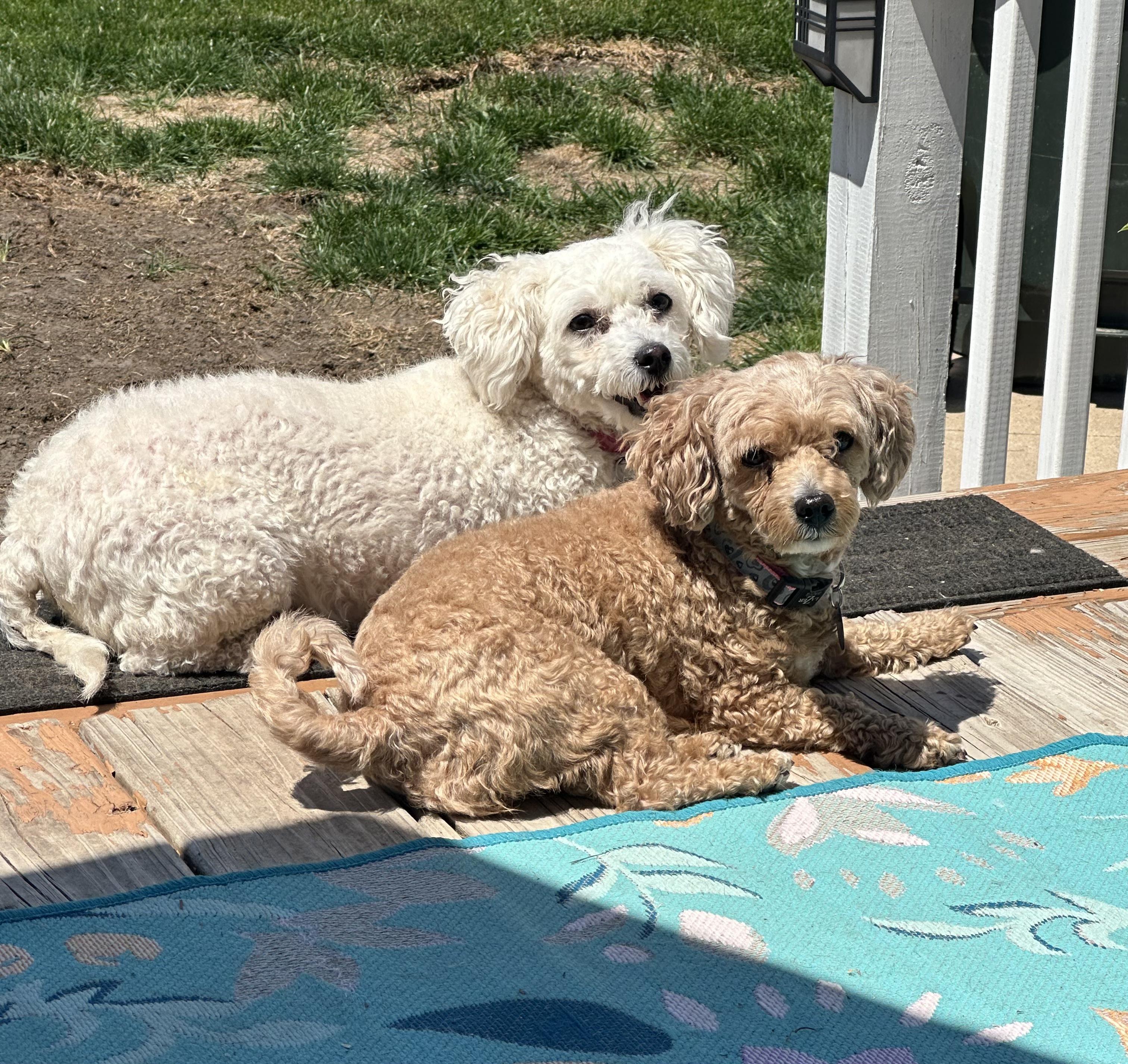 Cinnamon and Sugar, an adoptable Maltipoo in Cedar Rapids, IA image 3/6