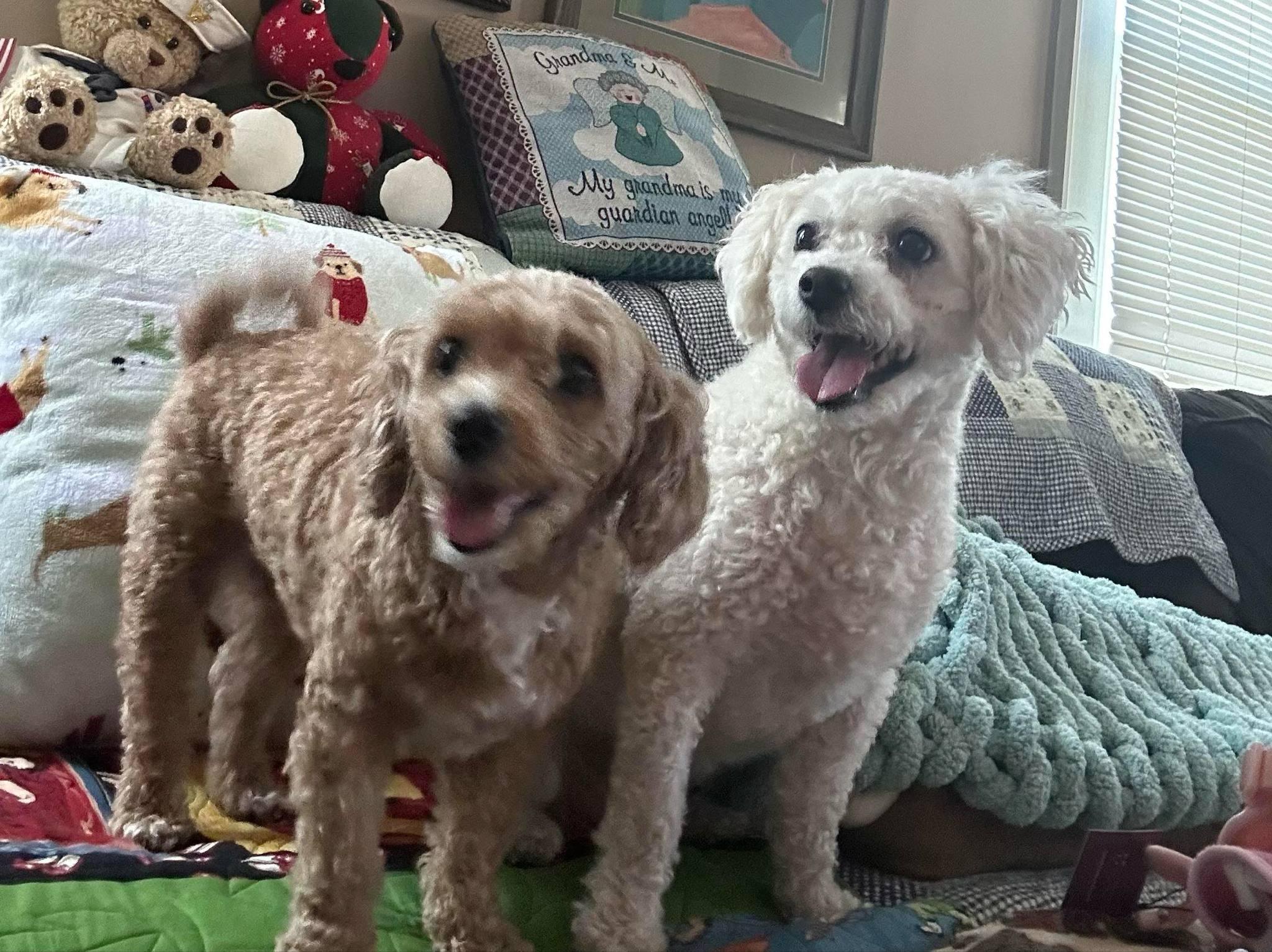 Dog for adoption Cinnamon and Sugar a Maltipoo in Cedar Rapids IA Petfinder