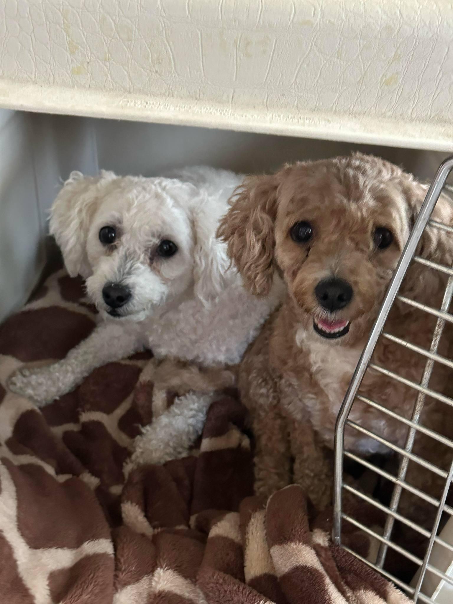 Cinnamon and Sugar, an adoptable Maltipoo in Cedar Rapids, IA image 4/6