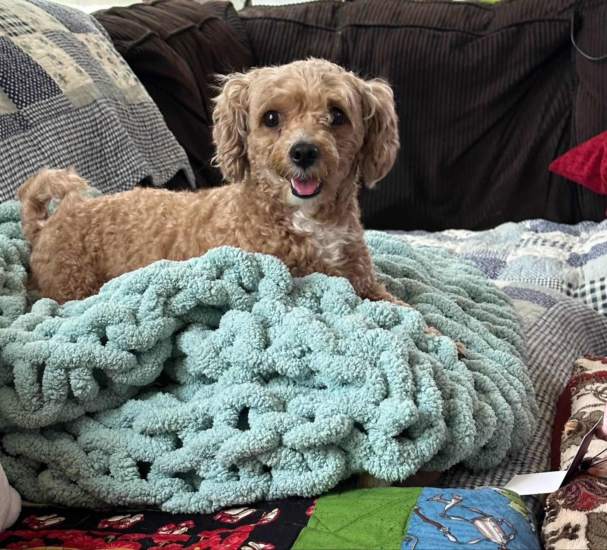 Cinnamon and Sugar, an adoptable Maltipoo in Cedar Rapids, IA image 6/6