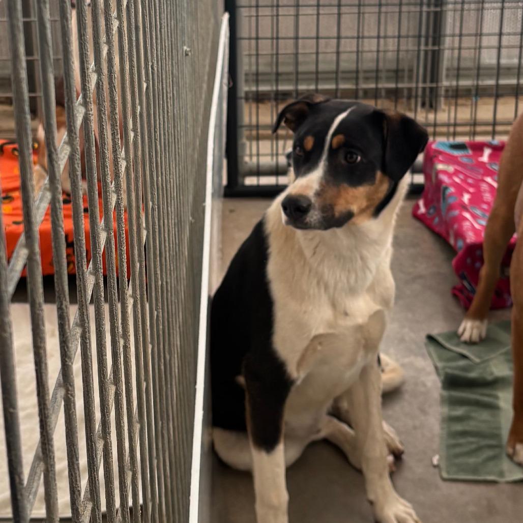 Snoopy, Adoptable, Young Male Coonhound.