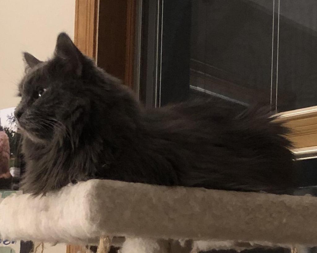 Geri, Adoptable, Adult Female Domestic Long Hair.