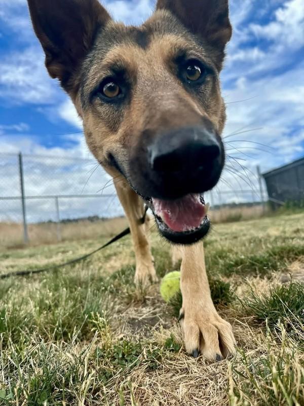 Ursula, Adoptable, Young Female German Shepherd Dog.