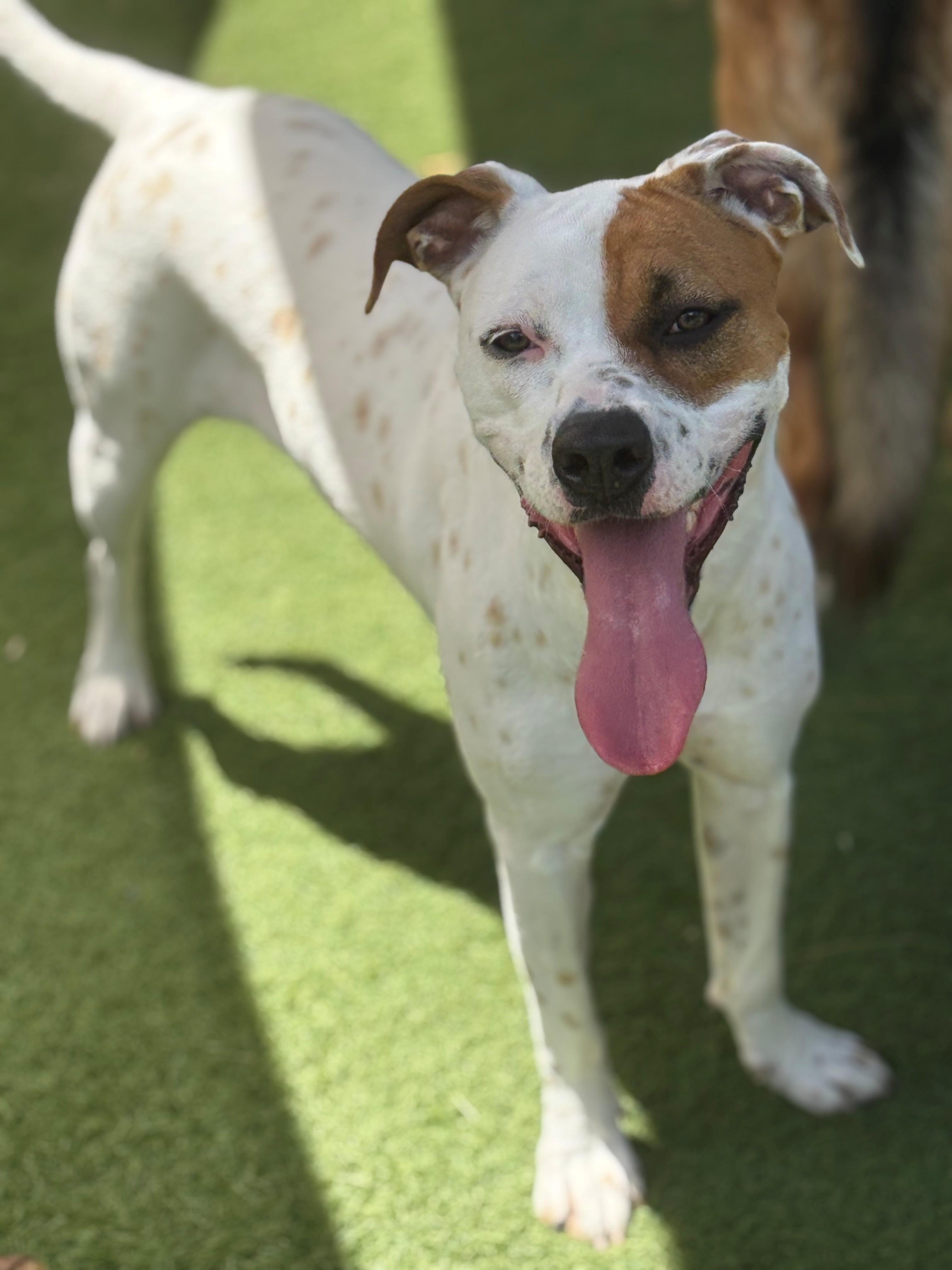Luna, ADOPTABLE, Adult Female Terrier.