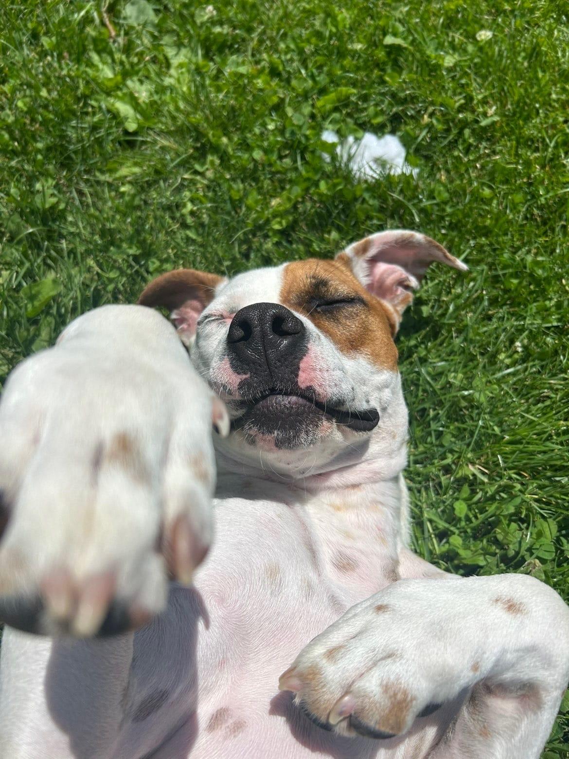 Luna, a ADOPTABLE mixed breed in Waterdown, ON image 3/6