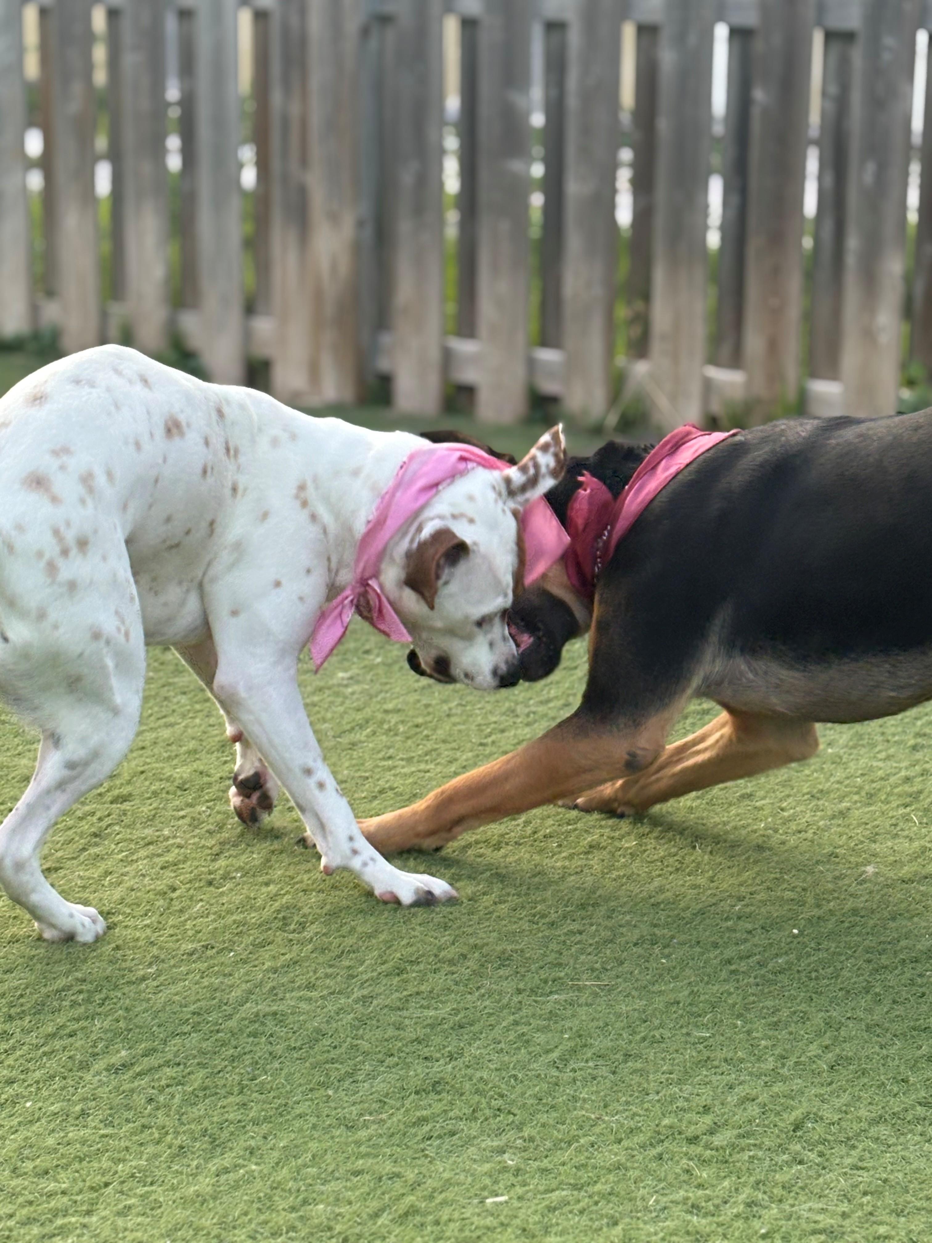 Luna, a ADOPTABLE mixed breed in Waterdown, ON image 6/6