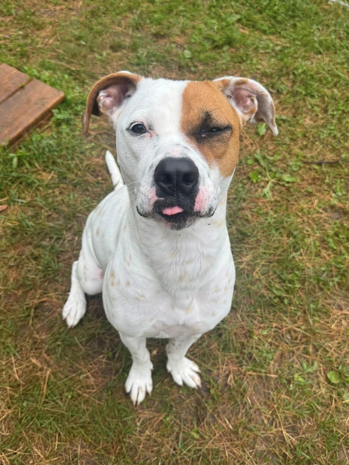Luna, a ADOPTABLE mixed breed in Waterdown, ON image 2/6