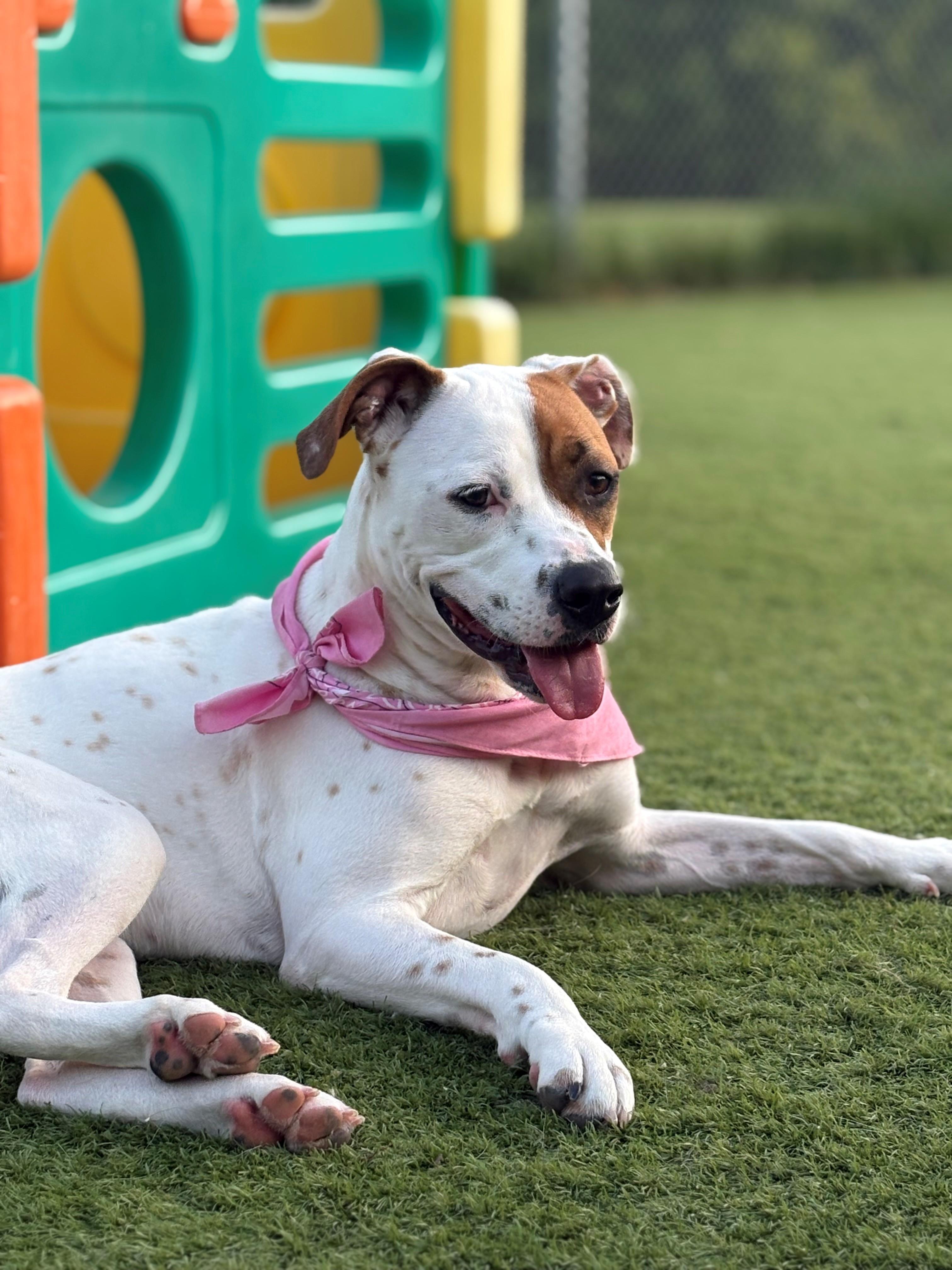 Luna, a ADOPTABLE mixed breed in Waterdown, ON image 4/6